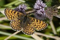 Melitaea cinxia