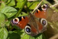 Aglais io