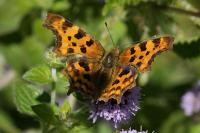 Polygonia c-album