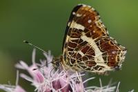 Araschnia levana