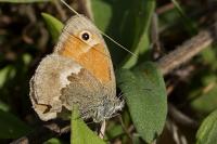 Coenonympha pamphilus