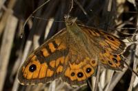 Lasiommata megera