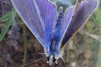 Polyommatus icarus