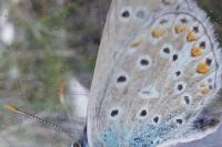 Polyommatus icarus
