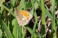Coenonympha pamphilus