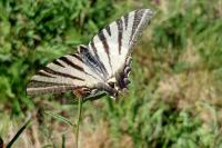 Iphiclides podalirius