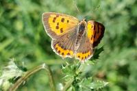 Lycaena phlaeas