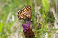 Aricia agestis