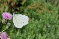 Pieris napi
