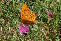Argynnis paphia