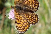 Melitaea cinxia