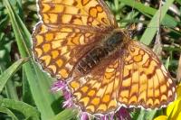 Melitaea phoebe
