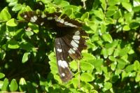 Limenitis reducta