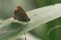 Quercusia quercus
