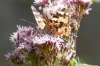 Vanessa cardui
