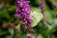 Gonepteryx rhamni