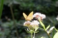 Argynnis paphia