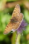 Melitaea cinxia