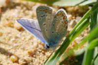 Polyommatus icarus