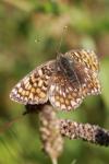 Melitaea phoebe