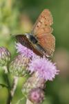 Lycaena tityrus