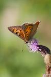 Lycaena phlaeas