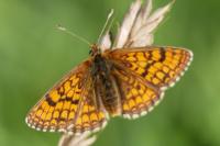 Melitaea parthenoides