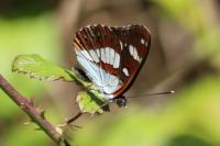 Limenitis reducta