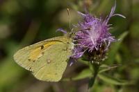 Colias crocea