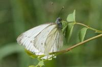 Pieris napi