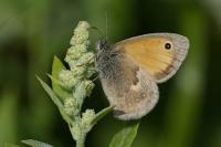 Coenonympha pamphilus