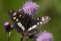 Limenitis reducta