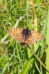 Melitaea cinxia