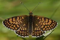 Melitaea cinxia