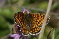 Melitaea parthenoides