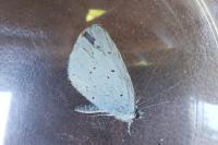 Celastrina argiolus