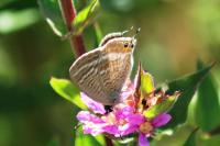 Lampides boeticus