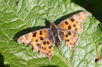 Polygonia c-album