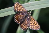 Melitaea cinxia
