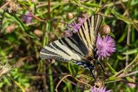 Iphiclides podalirius