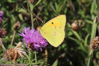 Colias crocea