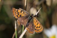 Lycaena tityrus
