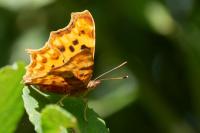 Polygonia c-album