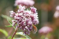 Coenonympha pamphilus