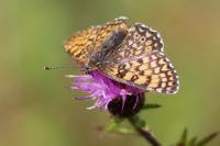 Melitaea cinxia