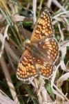 Melitaea phoebe