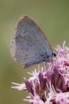 Celastrina argiolus