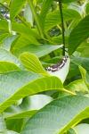 Araschnia levana