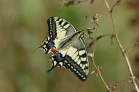 Papilio machaon