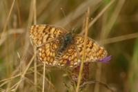 Melitaea phoebe